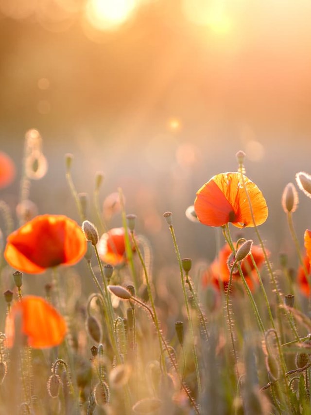 Recupera tu paz interior